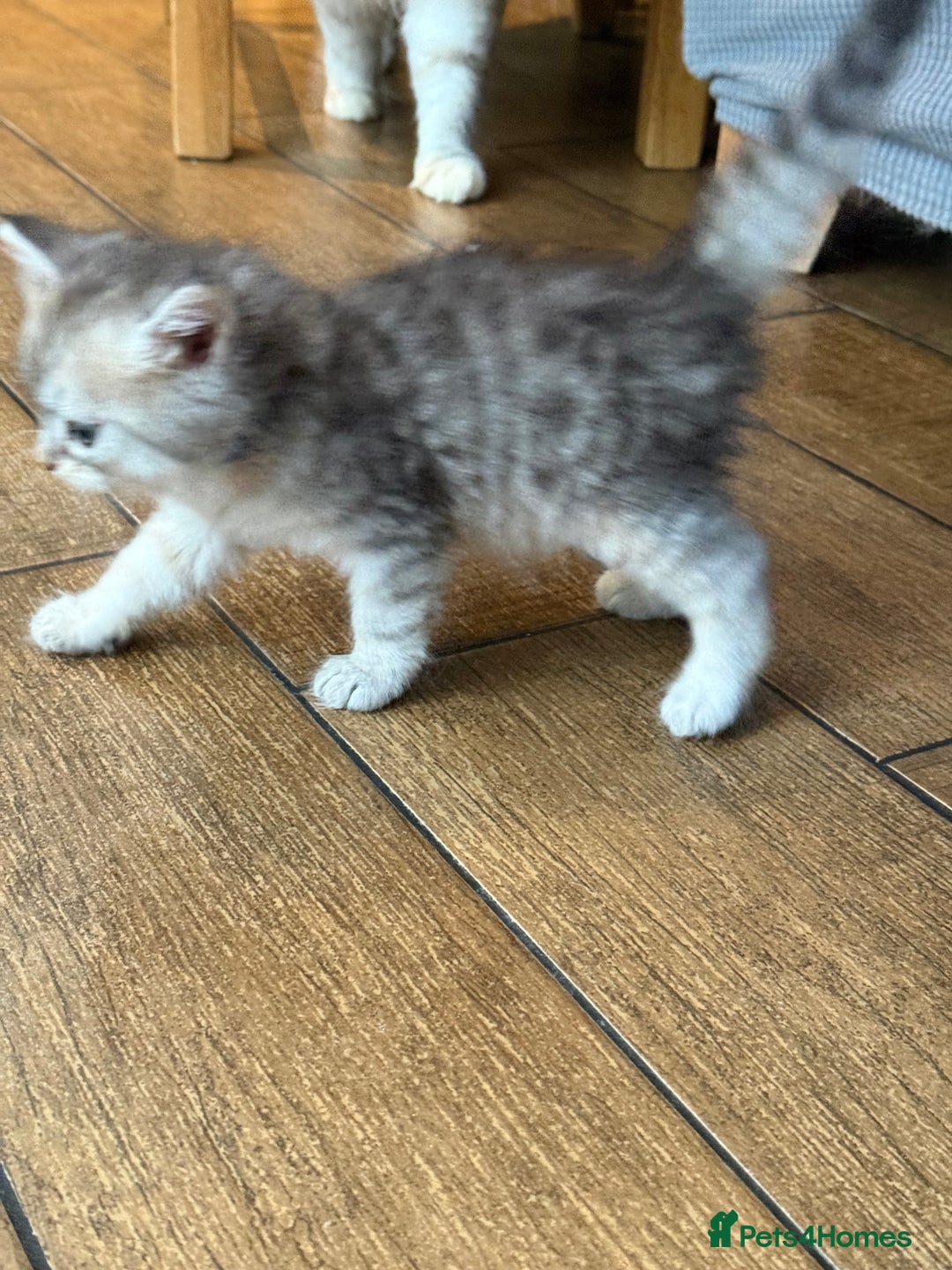 Siberian cats for sale: Fluffy Siberian Kittens Ready for loving homes🥰 - Advert 5