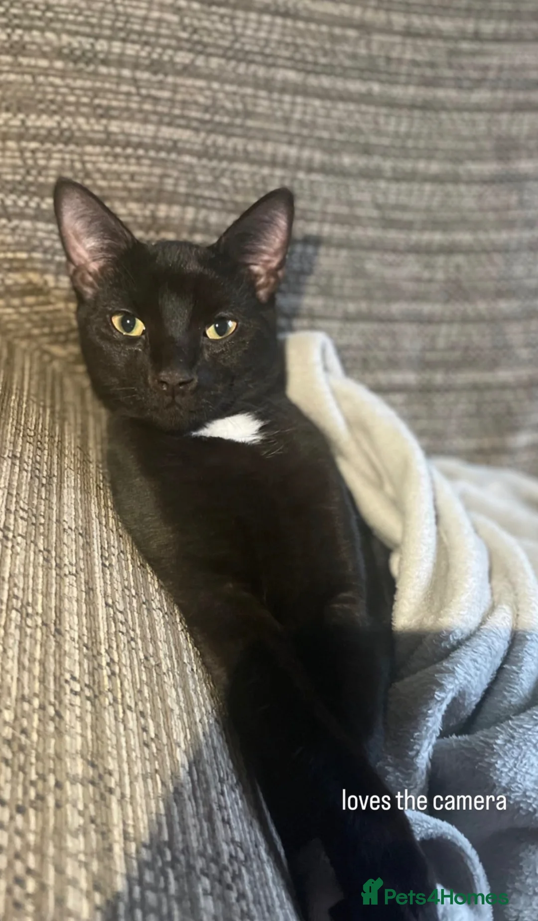 Mixed Breed cats for sale: Moss  in Durham - Advert 4