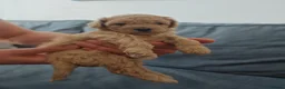 Mixed Breed dogs for sale: Cavapoochon puppies  - Advert 31