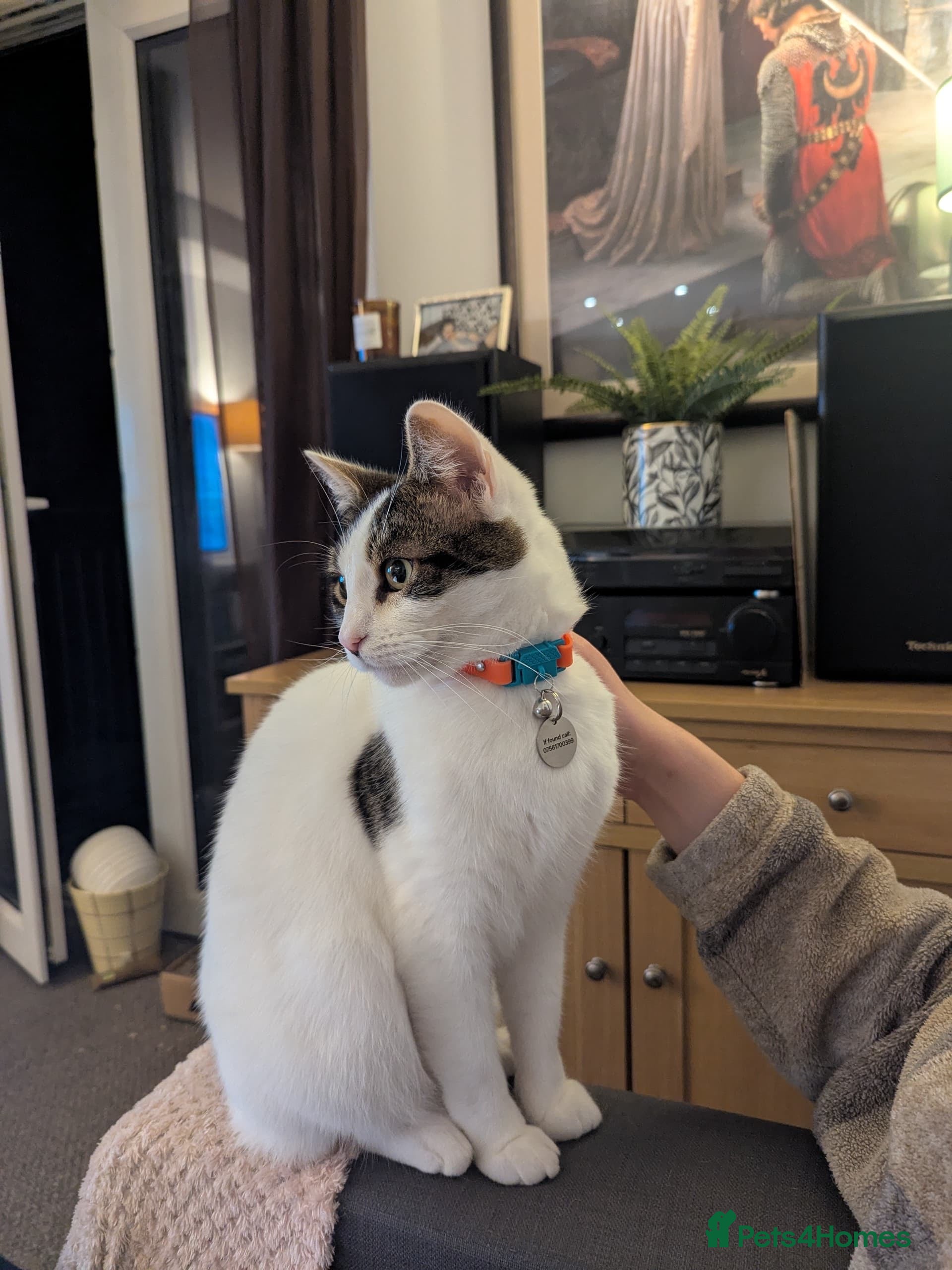 Mixed Breed cats Albie: Friendly white/tabby looking for new home - Advert 1