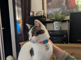 Mixed Breed cats Albie: Friendly white/tabby looking for new home - Advert 18