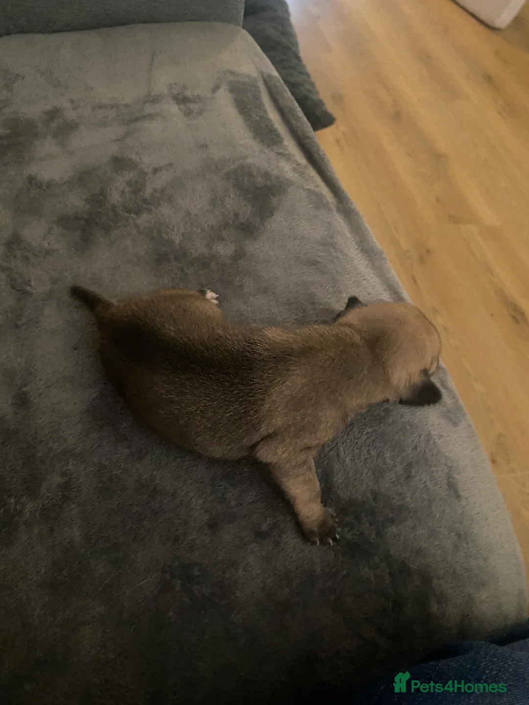 Jug dogs for sale: Jug pups  - Advert 14