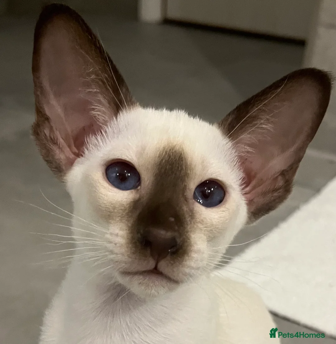 Siamese cats for sale: Supreme Pedigree Siamese kittens GCCF registered  - Advert 24