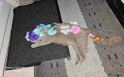 British Shorthair cats for sale: Luuna - Image 3