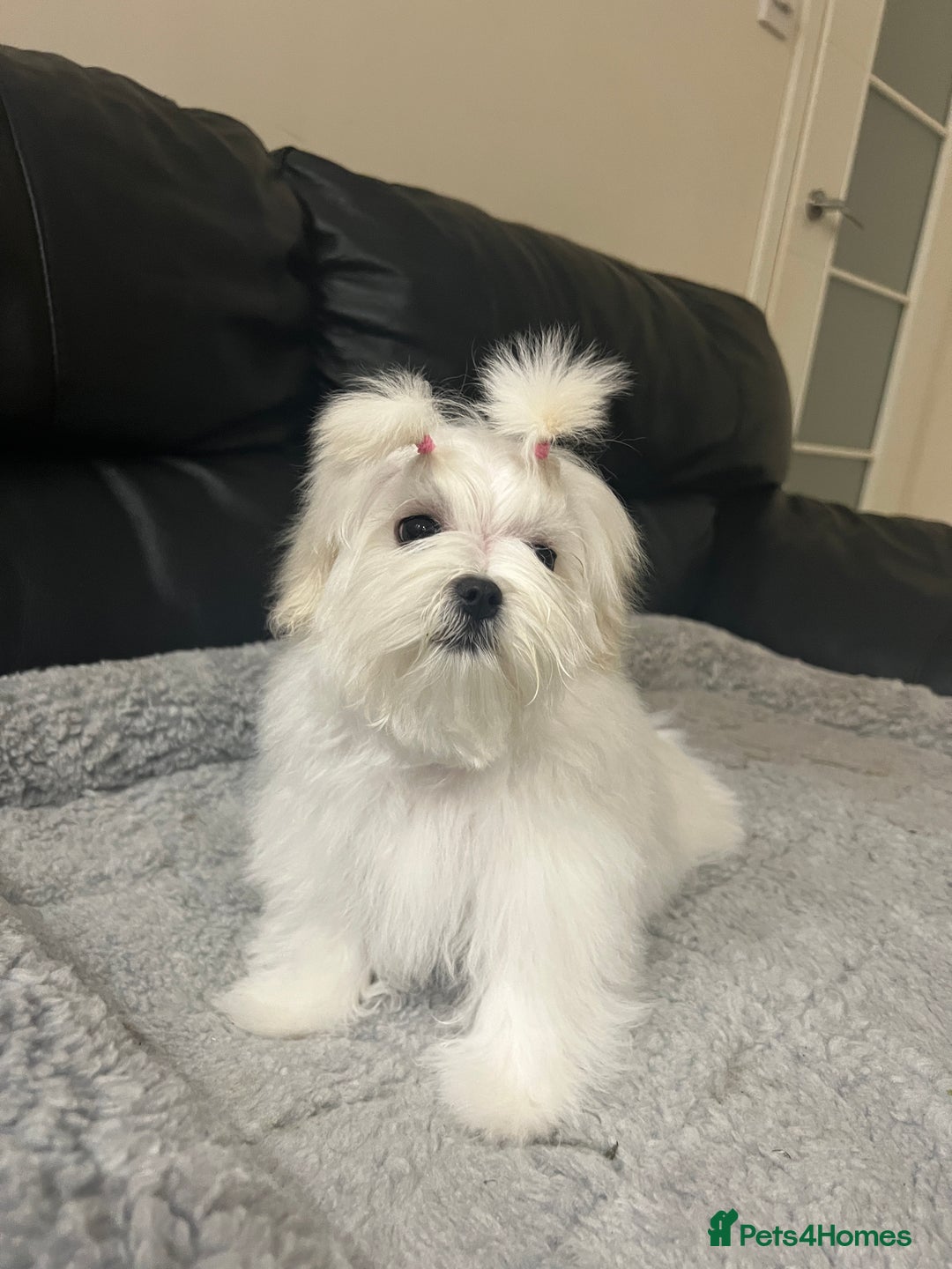Malta Hypoallergenic Dogs 2018 Royal Canin Specific Maltese Adult