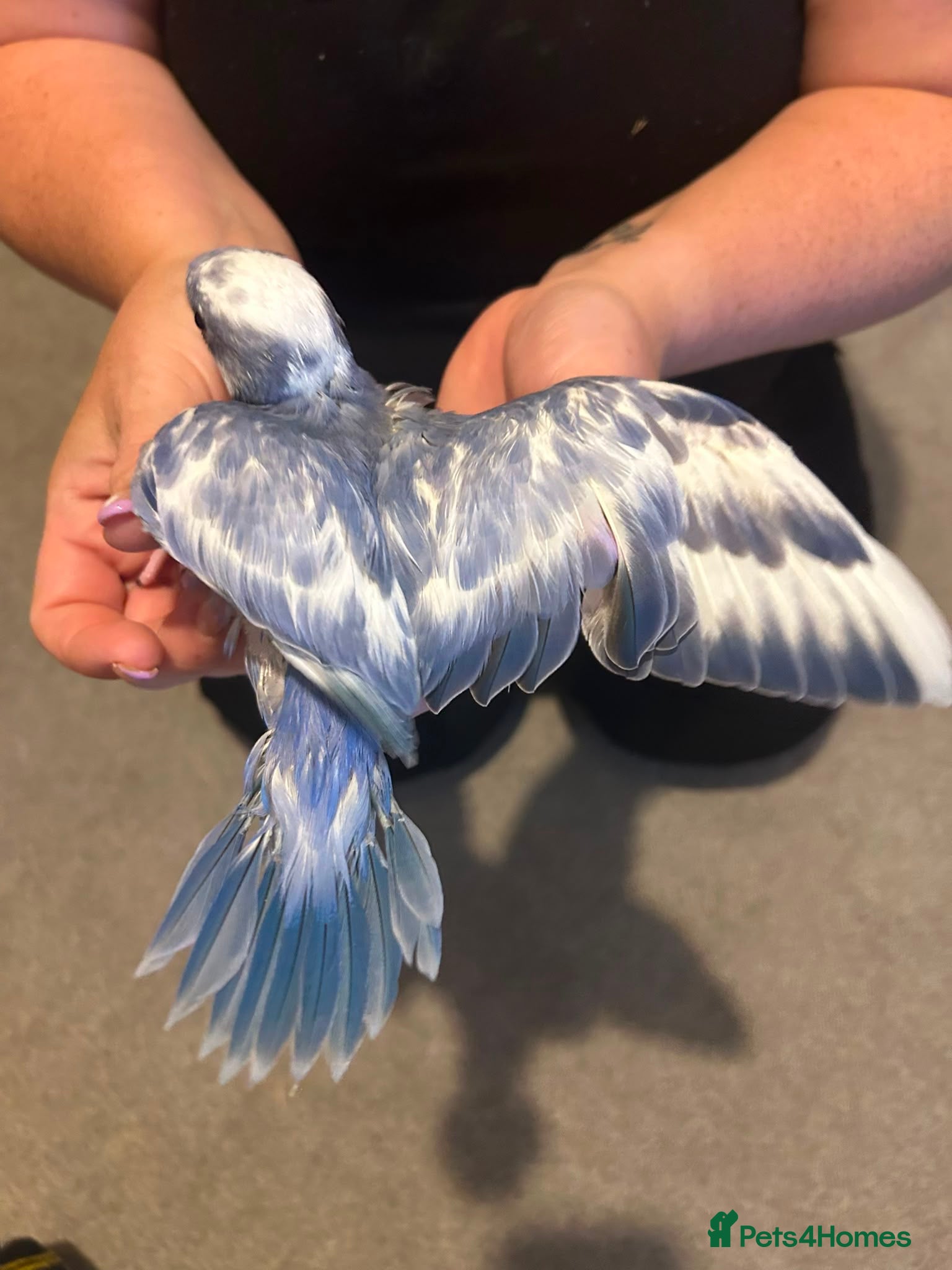 Parakeets birds Baby ringneck for sale  - Advert 2
