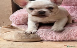 French Bulldog dogs for sale: Beautiful French Bulldog Puppies - Image 6
