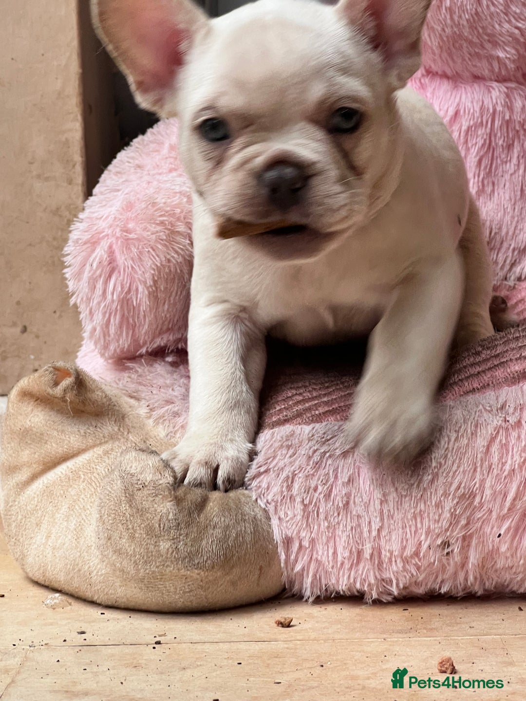 French Bulldog dogs for sale: Beautiful French Bulldog Puppies - Image 6