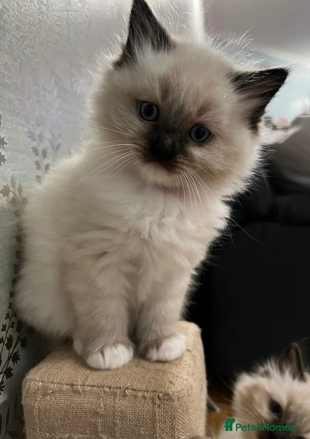 Ragdoll cats for sale: Ragdoll Kittens - Advert 12