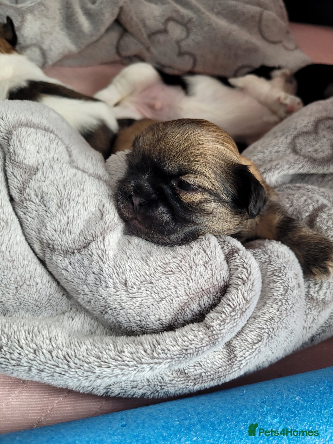 Shih Tzu dogs for sale: Beautiful Shih Tzu Puppies - Image 17
