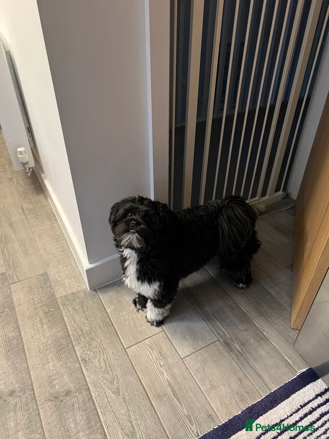 Lhasa Apso dogs for sale: 🐾 Beautiful 1-Year-Old Black Male Lhasa Apso 🐾 - Advert 5