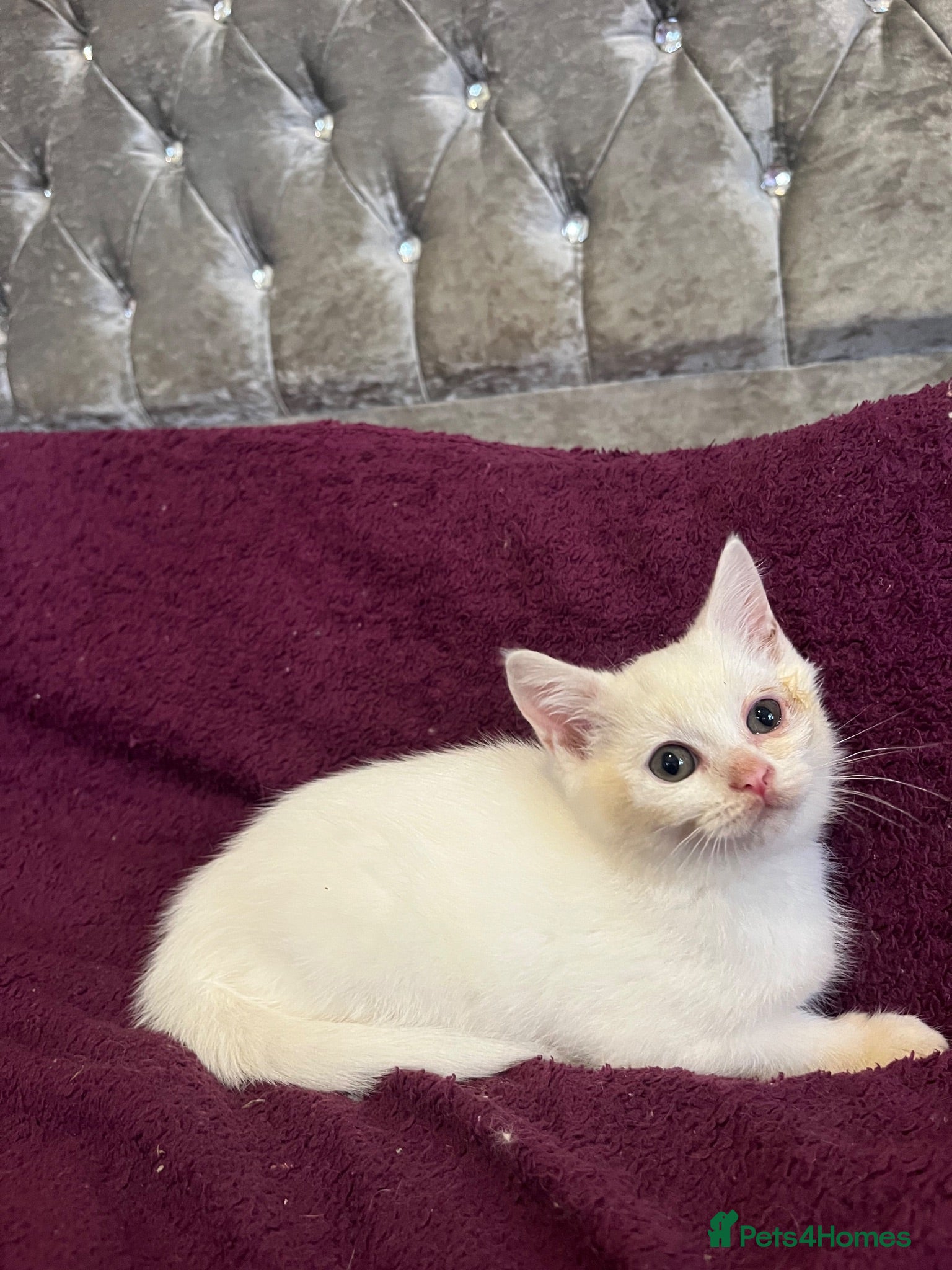 British Shorthair cats Gccf British Shorthair kittens  - Advert 1