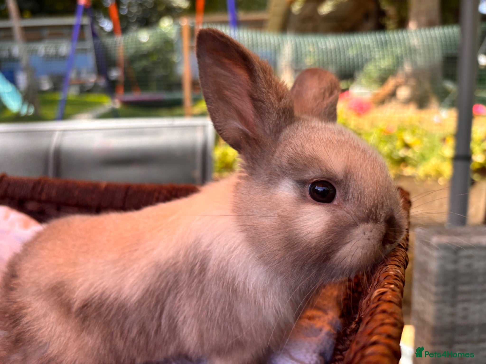 Mixed Breed rabbits One utterly adorable boy bunny  available 🐰 - Advert 23
