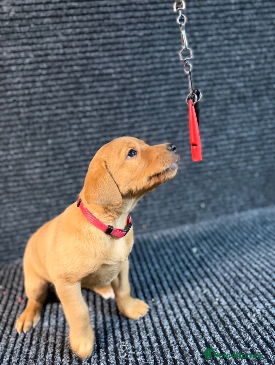 Labrador Retriever dogs for sale: FOX RED PUPPY’S - Advert 2