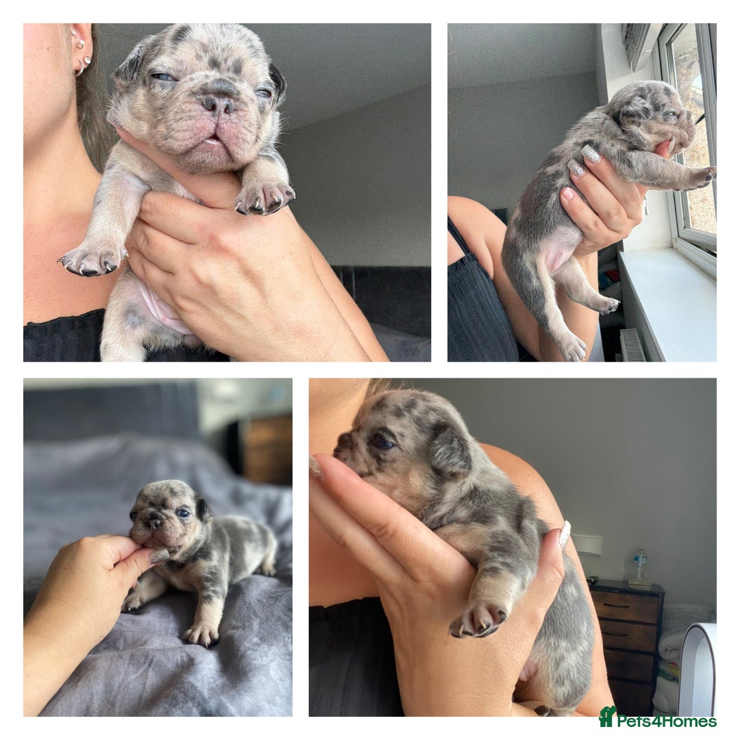French Bulldog dogs for sale: French bulldog - Image 6