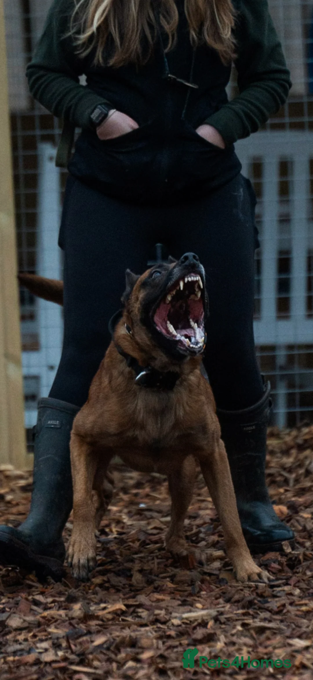 Belgian Shepherd Dog dogs for stud: Health tested KC Belgian Malinois for stud  - Advert 3