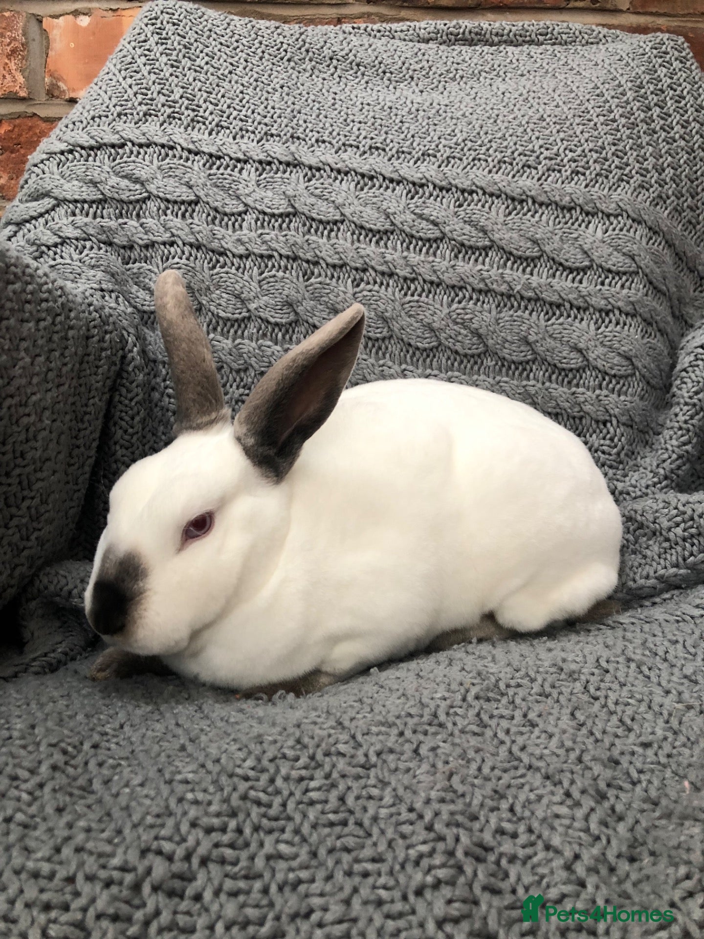 Rex rabbits Pure breed velvet mini and standard Rex rabbits - Advert 11