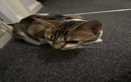 Domestic Shorthair cats for sale: 2 Female cats Domestic shorthair  - Image 2