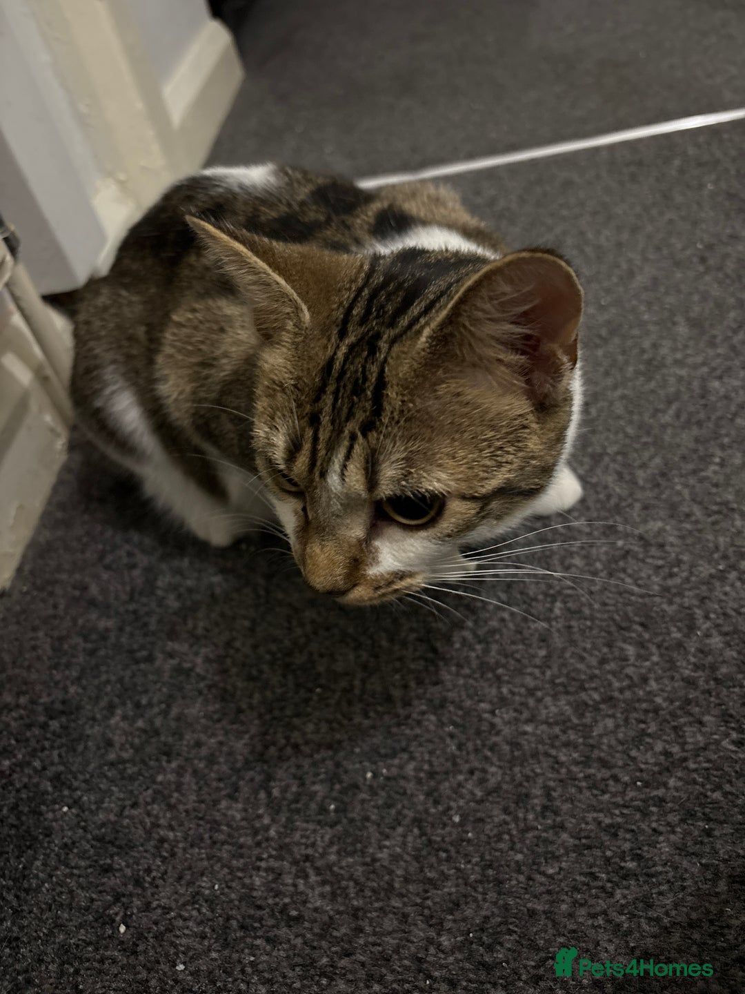 Domestic Shorthair cats for sale: 2 Female cats Domestic shorthair  - Image 2