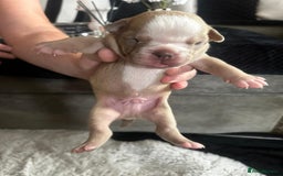 Olde English Bulldogge dogs for sale: Olde English Bulldogge Puppies  - Image 18