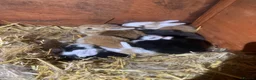 Continental Giant rabbits for sale: CONTINENTAL GIANTS  one female left black & white - Advert 7