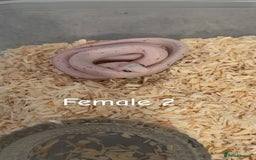 Corn Snake reptiles for sale: Hypo Cinder Palmetto babys - Image 2
