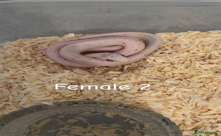 Corn Snake reptiles - Advert 3