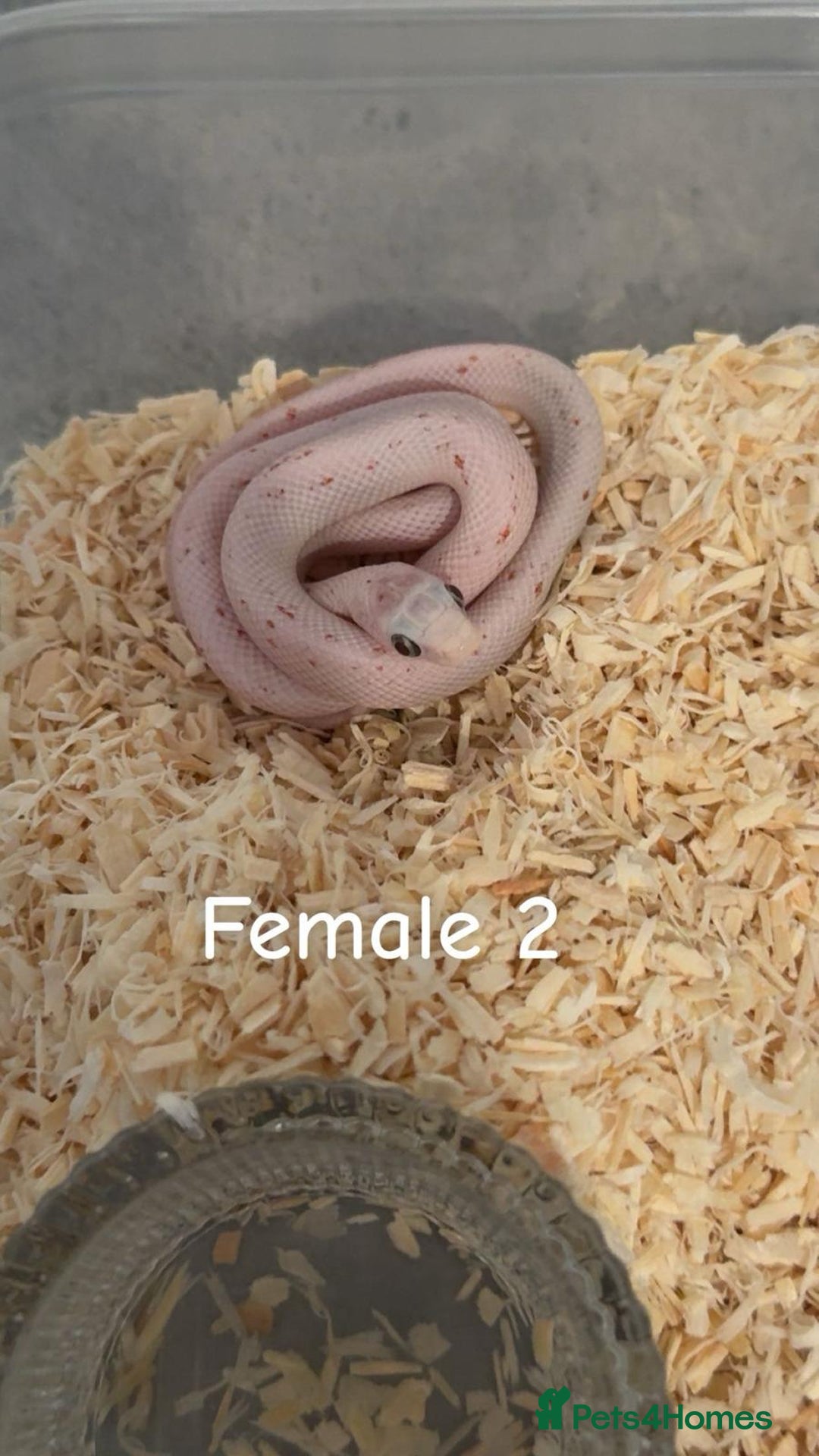 Corn Snake reptiles for sale: Hypo Cinder Palmetto babys - Image 2