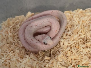Corn Snake reptiles - Advert 15