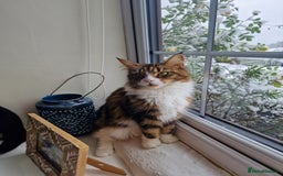 Maine Coon cats for sale: DNA TESTED 100% MAINE COON KITTENS  - Image 3
