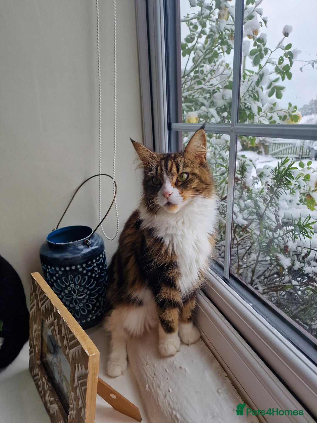 Maine Coon cats for sale: DNA TESTED 100% MAINE COON KITTENS  - Image 3