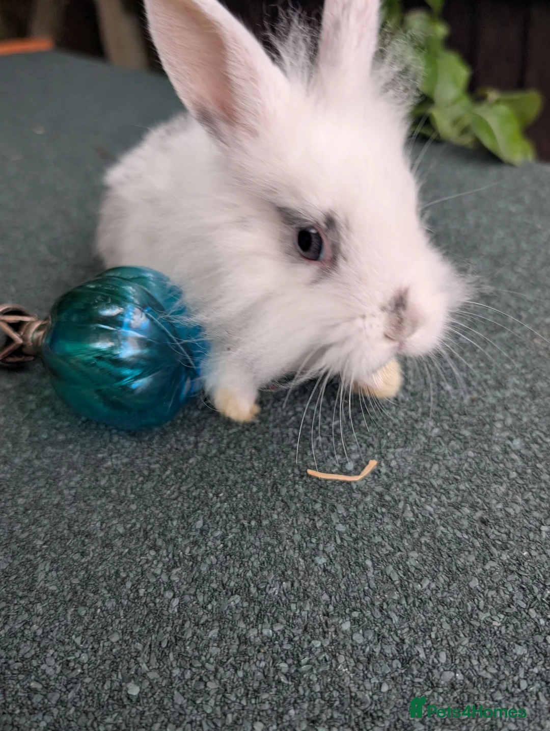 Mini Lop rabbits for sale: Mini lops - lionheads - re **   - Advert 6
