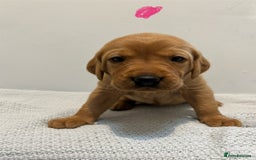 Labrador Retriever dogs for sale: Beautiful fox red puppies  - Image 25