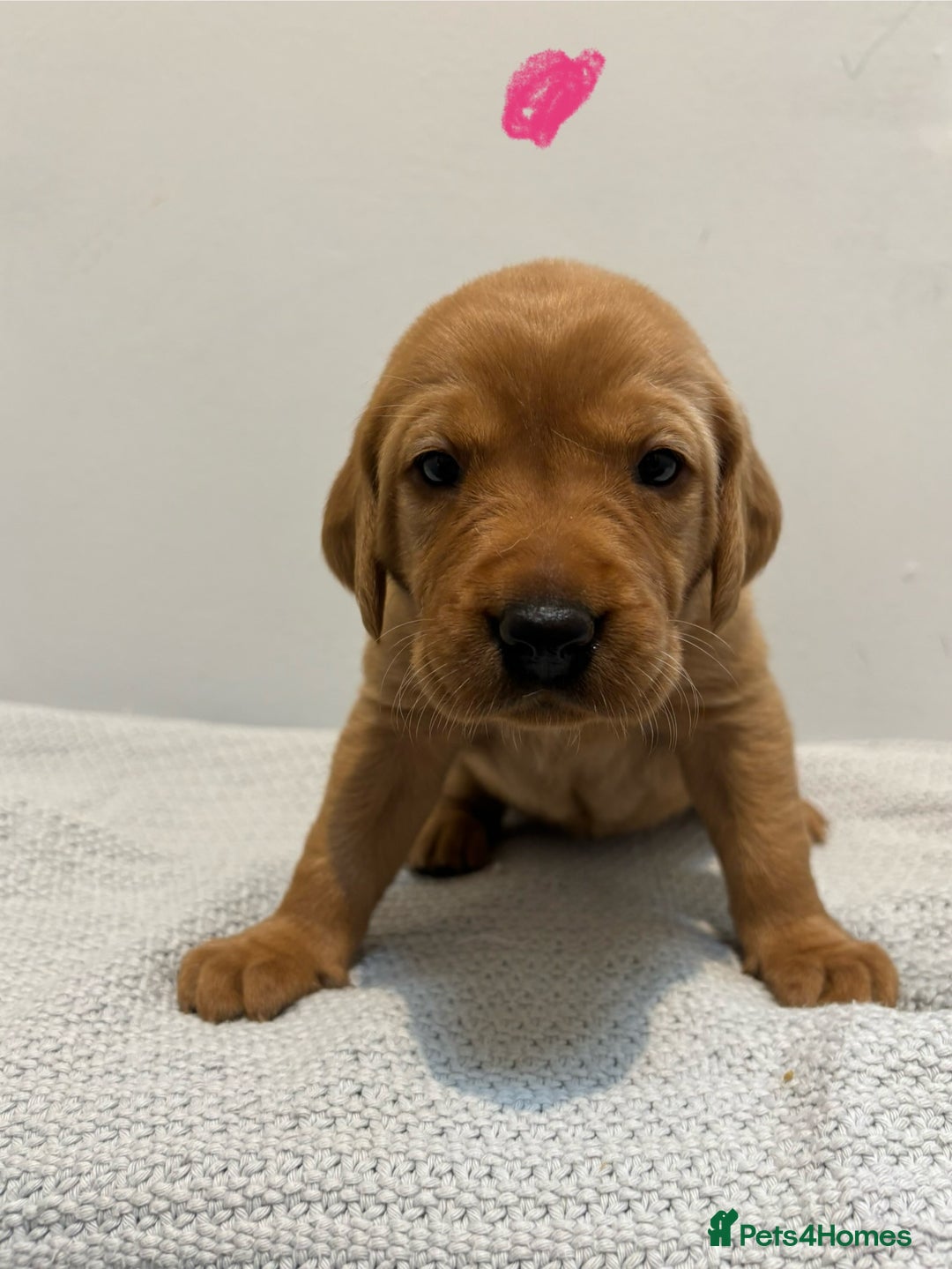 Labrador Retriever dogs for sale: Beautiful fox red puppies  - Image 25