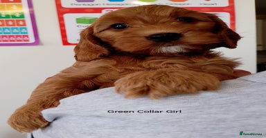 Cockapoo dogs - Advert 7