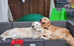 Golden Retriever dogs for sale: Beautiful chunky Golden Retrievers - Image 3