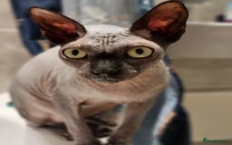 Sphynx cats for sale: Adult male sphynx - Image 3