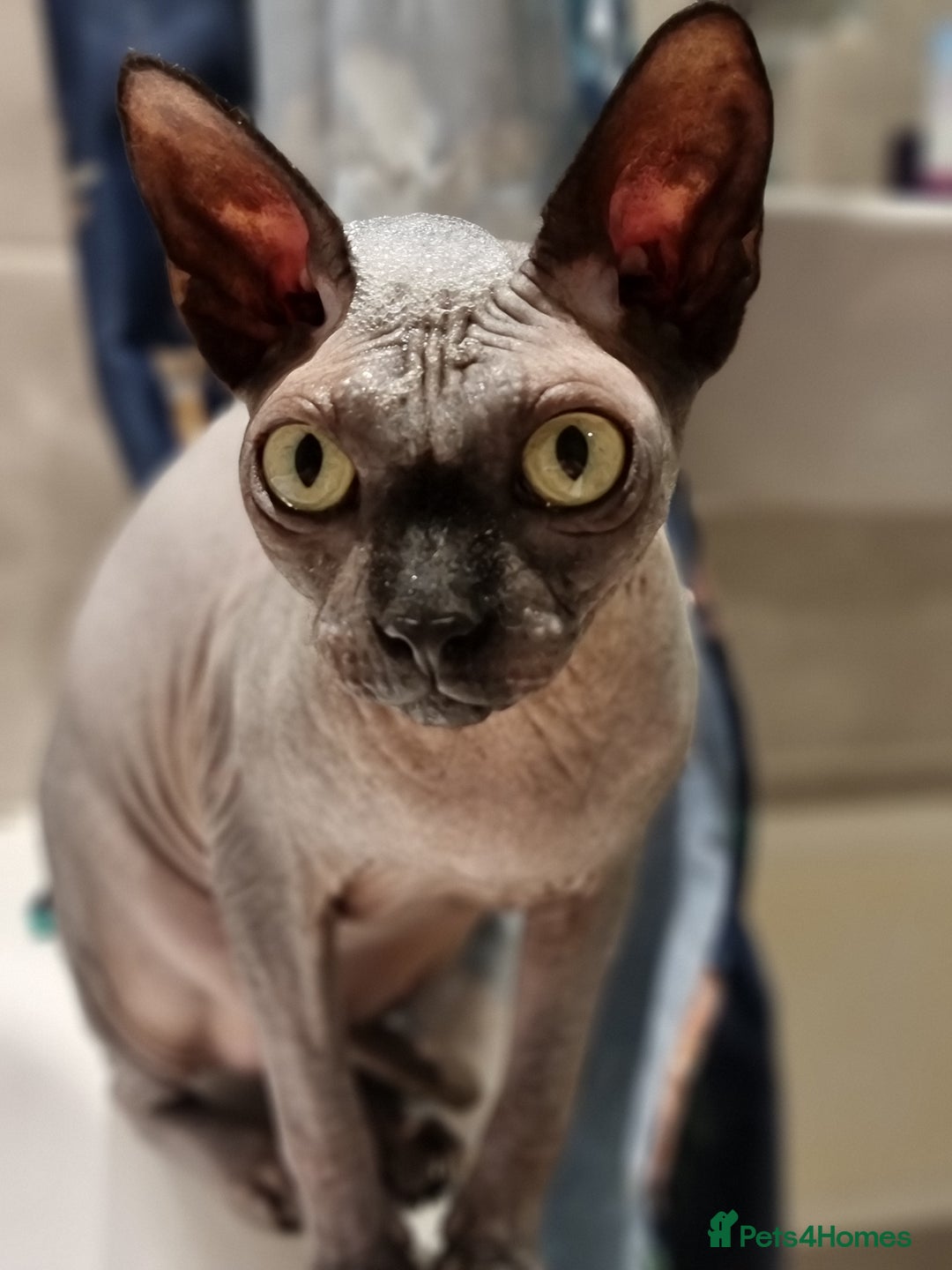 Sphynx cats for sale: Adult male sphynx - Image 3
