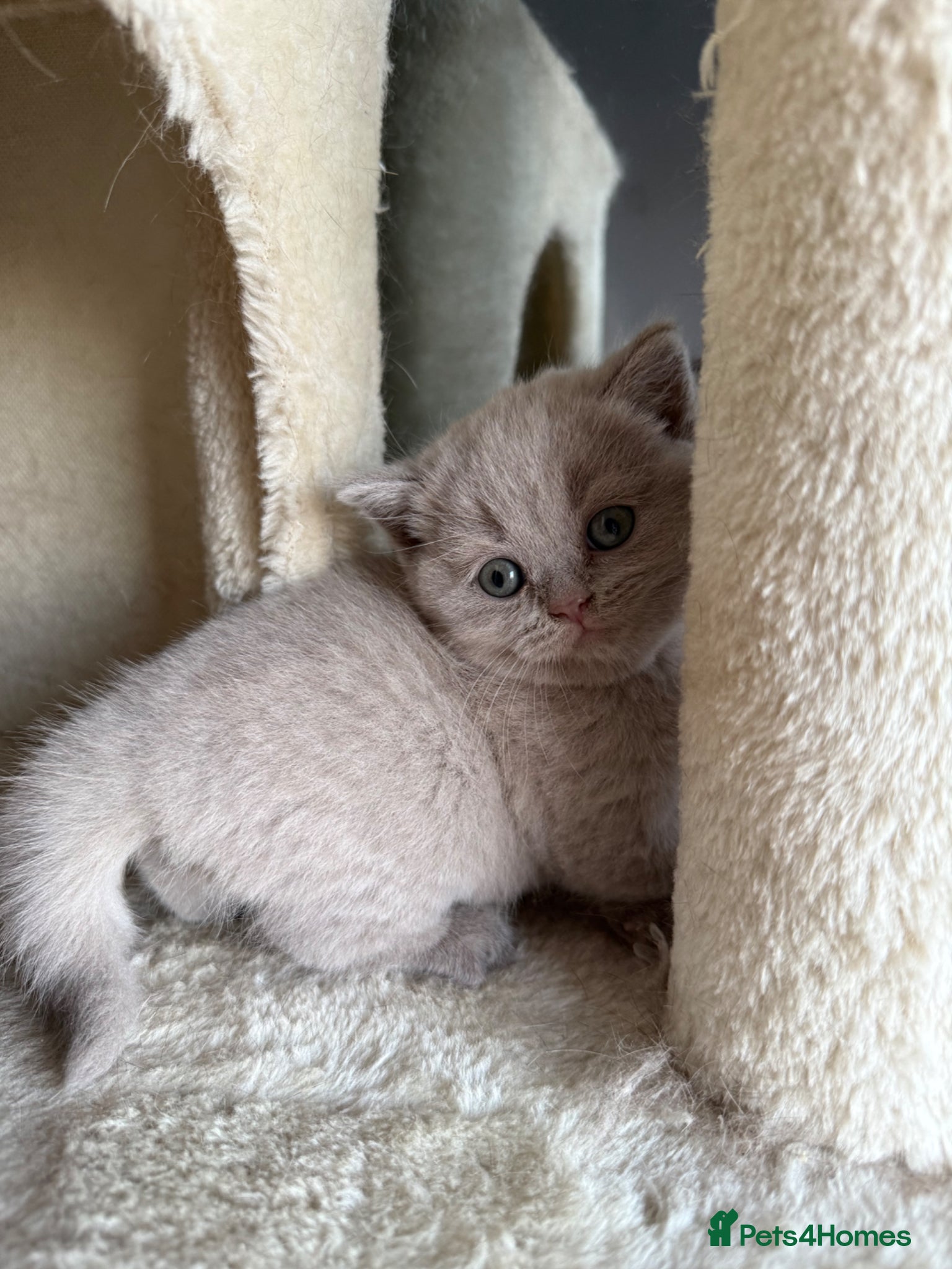 Scottish Fold cats Beautiful Scottish fold/straight kittens☺️ - Advert 13