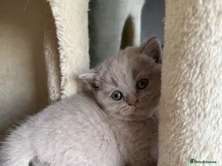 Scottish Fold cats Beautiful Scottish fold/straight kittens☺️ - Advert 13