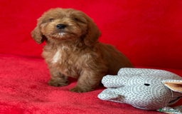 Cockapoo dogs for sale: Adorable cockapoo pups - Image 5