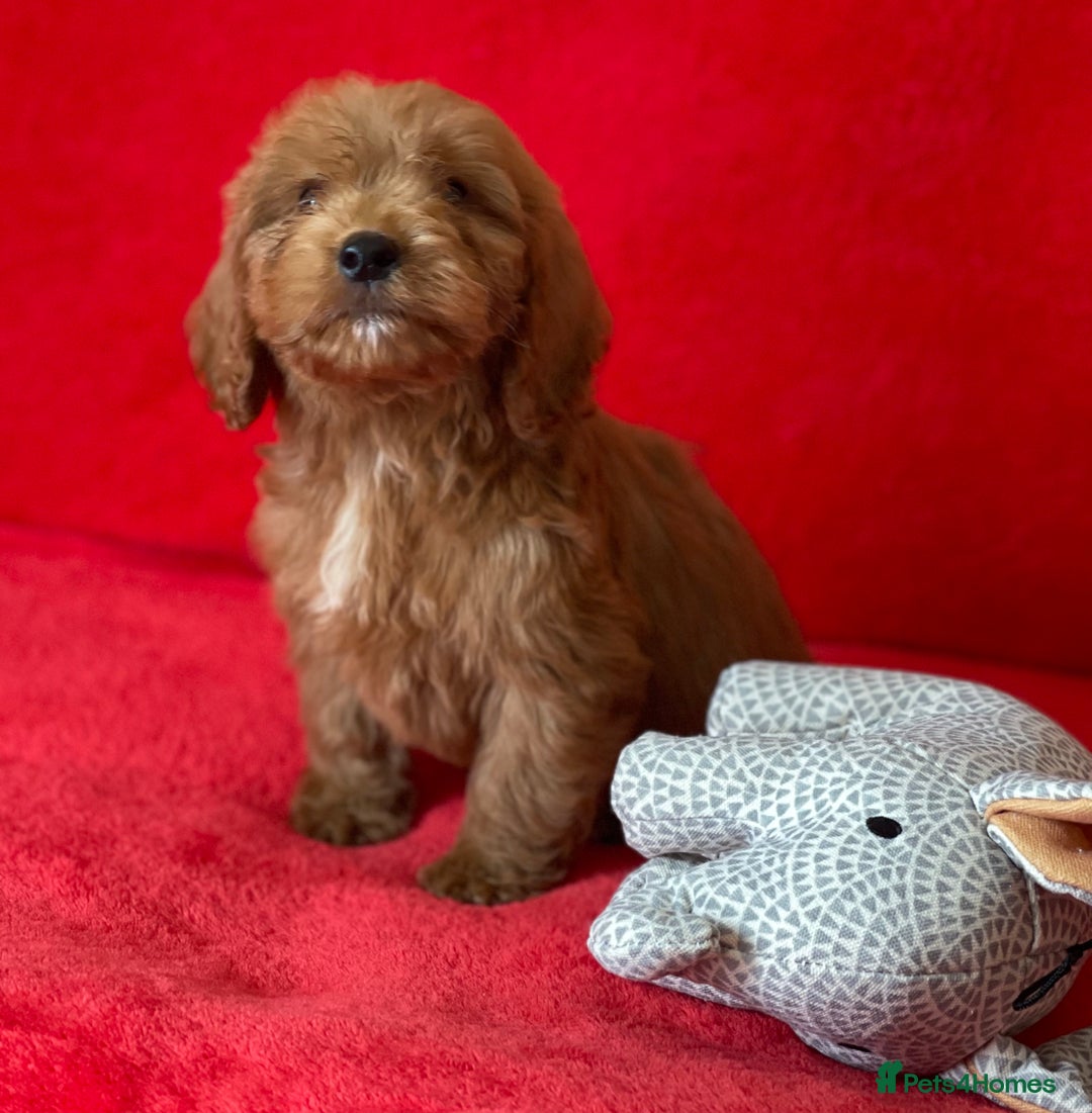 Cockapoo dogs for sale: Adorable cockapoo pups - Image 5