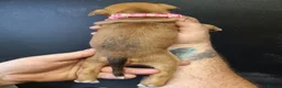 Staffordshire Bull Terrier dogs for sale: Staffy puppies for sale ready early july - Advert 13