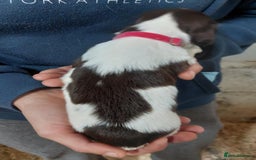 Sprocker dogs for sale: Sprocker ( Springer x Cocker ) pups for sale - Image 14