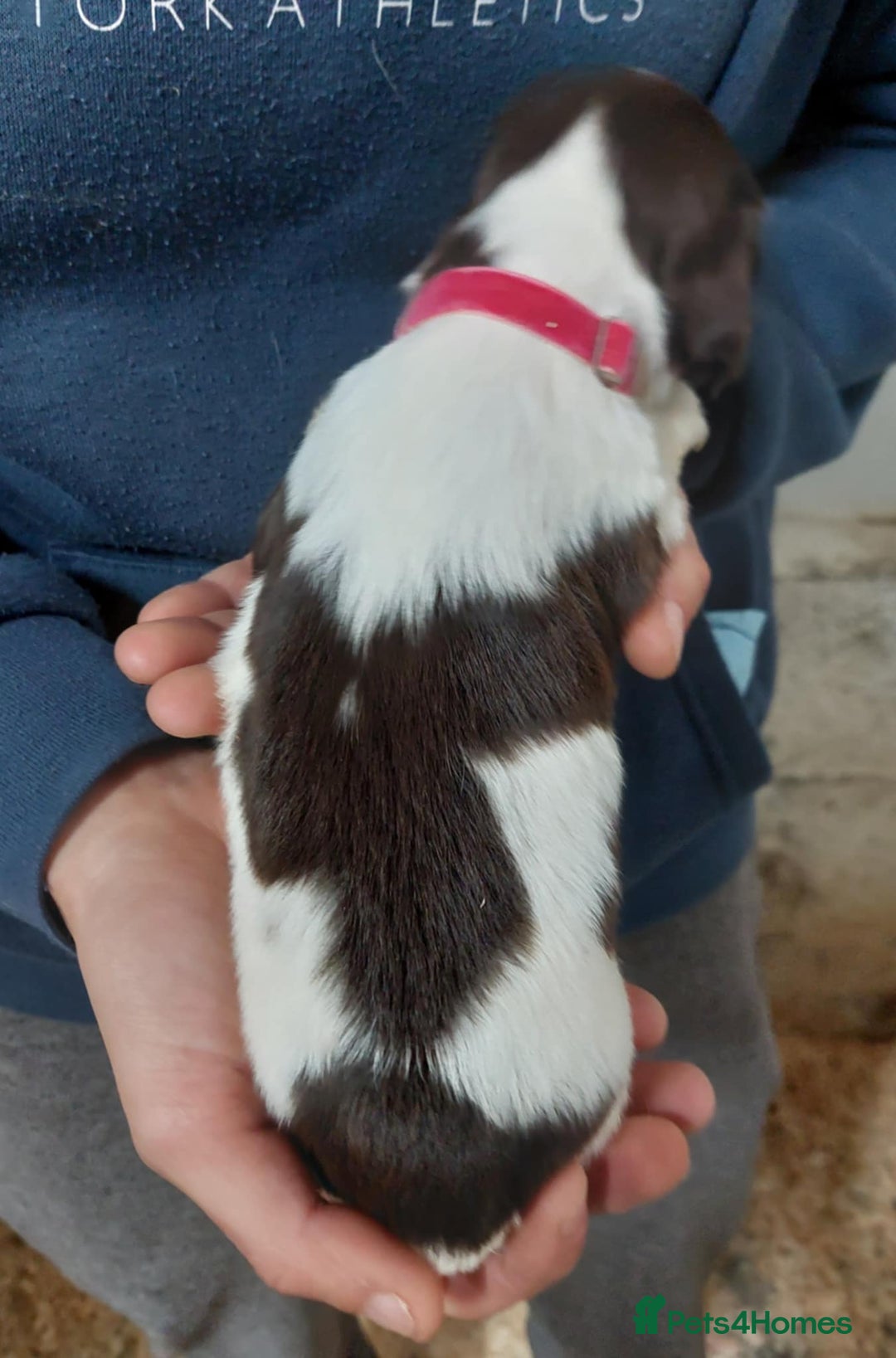 Sprocker dogs for sale: Sprocker ( Springer x Cocker ) pups for sale - Image 14