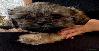 Shih Tzu dogs - Advert 10