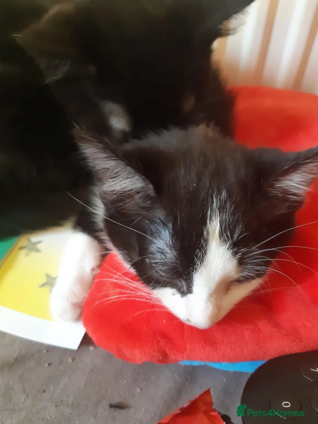 Mixed Breed cats for sale: Maine coon cross kittens - Advert 4