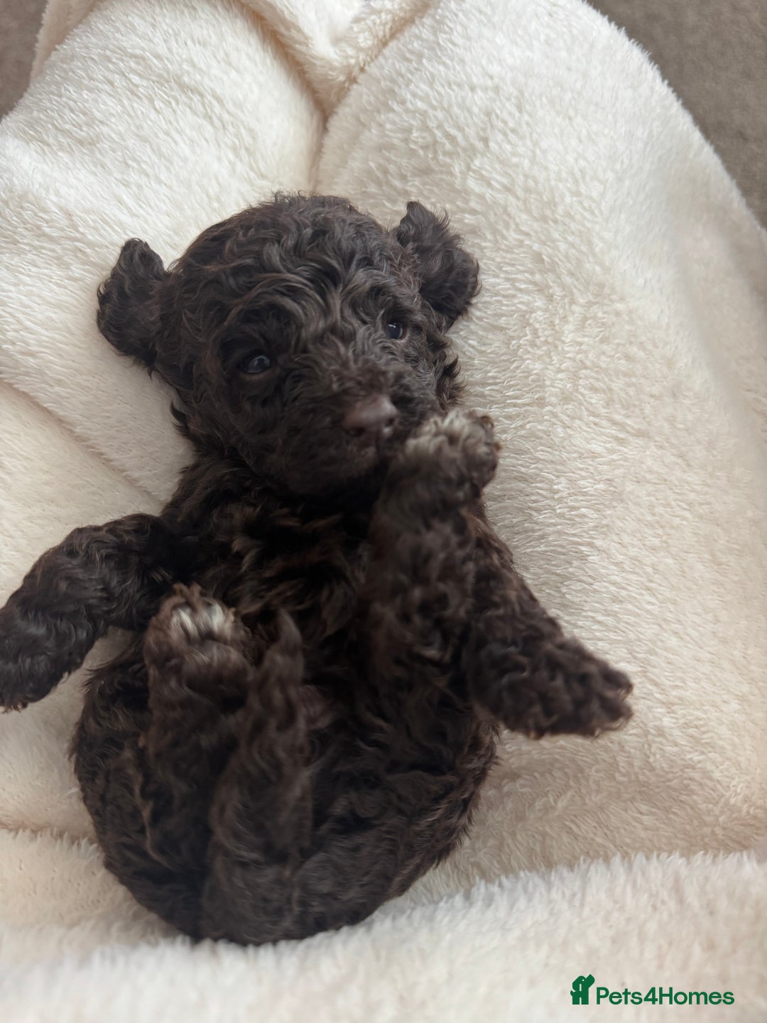 Cockapoo dogs for sale: Cockapoo puppies for sale - Image 3