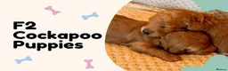 Cockapoo dogs for sale: Fox Red F2 Cockapoo Puppies - Advert 1