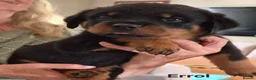 Rottweiler dogs for sale: Ready next week. Kc reg, health tested parents - Advert 1